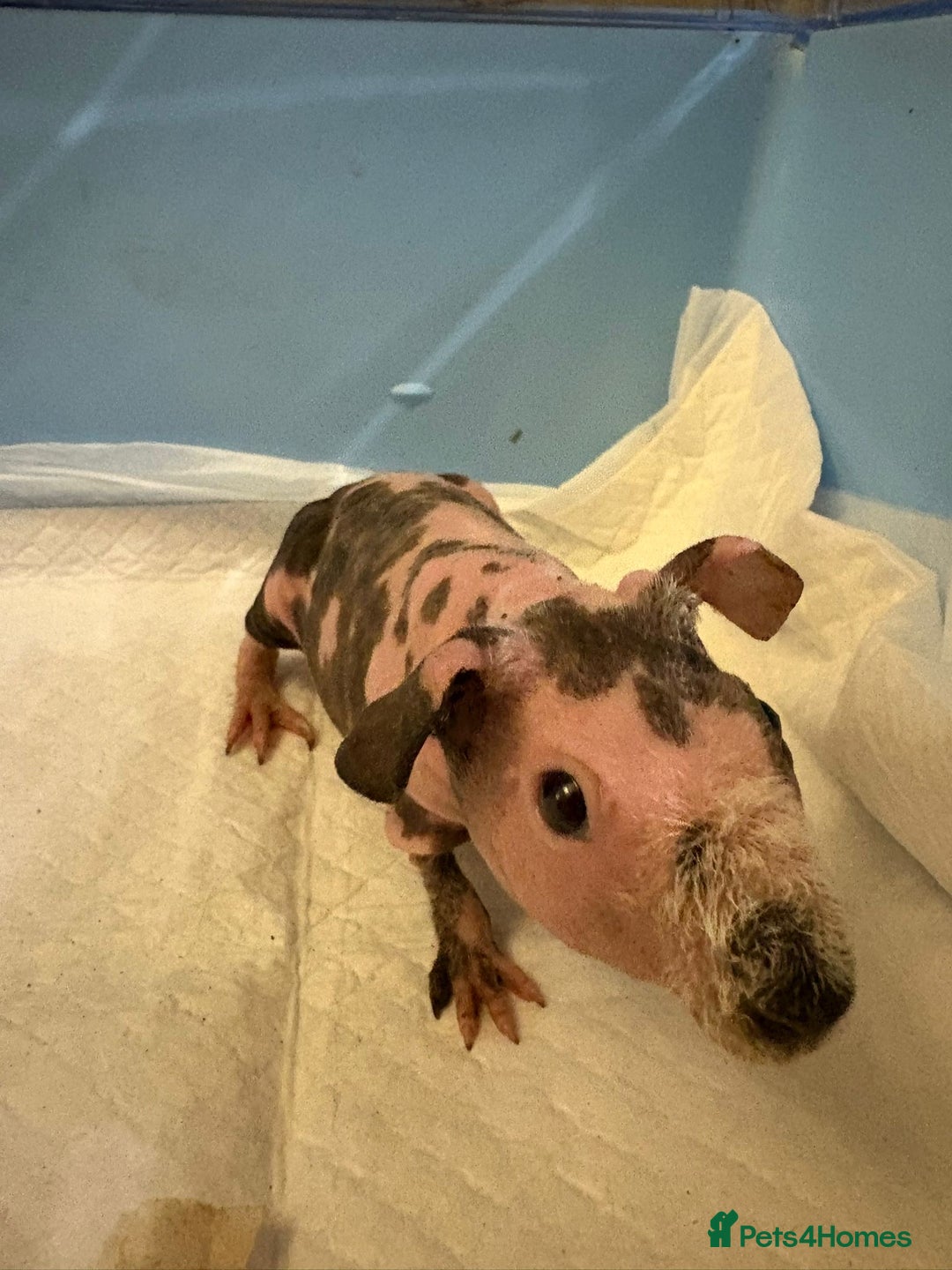 Guinea Pig rodents for sale: Skinny Pigs and Skinny Carriers - Image 1