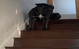 Cane Corso dogs for stud: Blue cane corso 2 years and 4 months male - Image 3