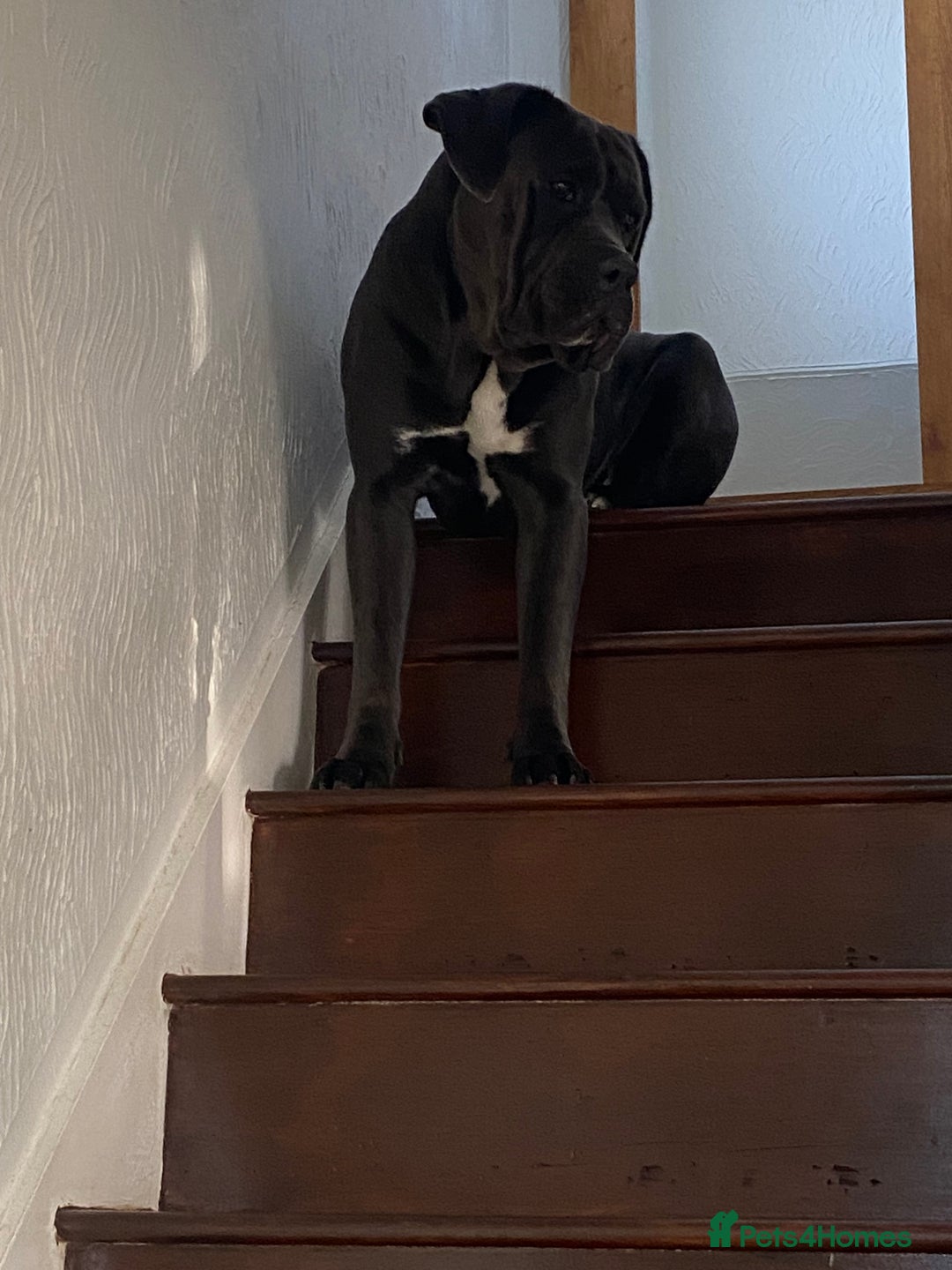 Cane Corso dogs for stud: Blue cane corso 2 years and 4 months male - Image 3