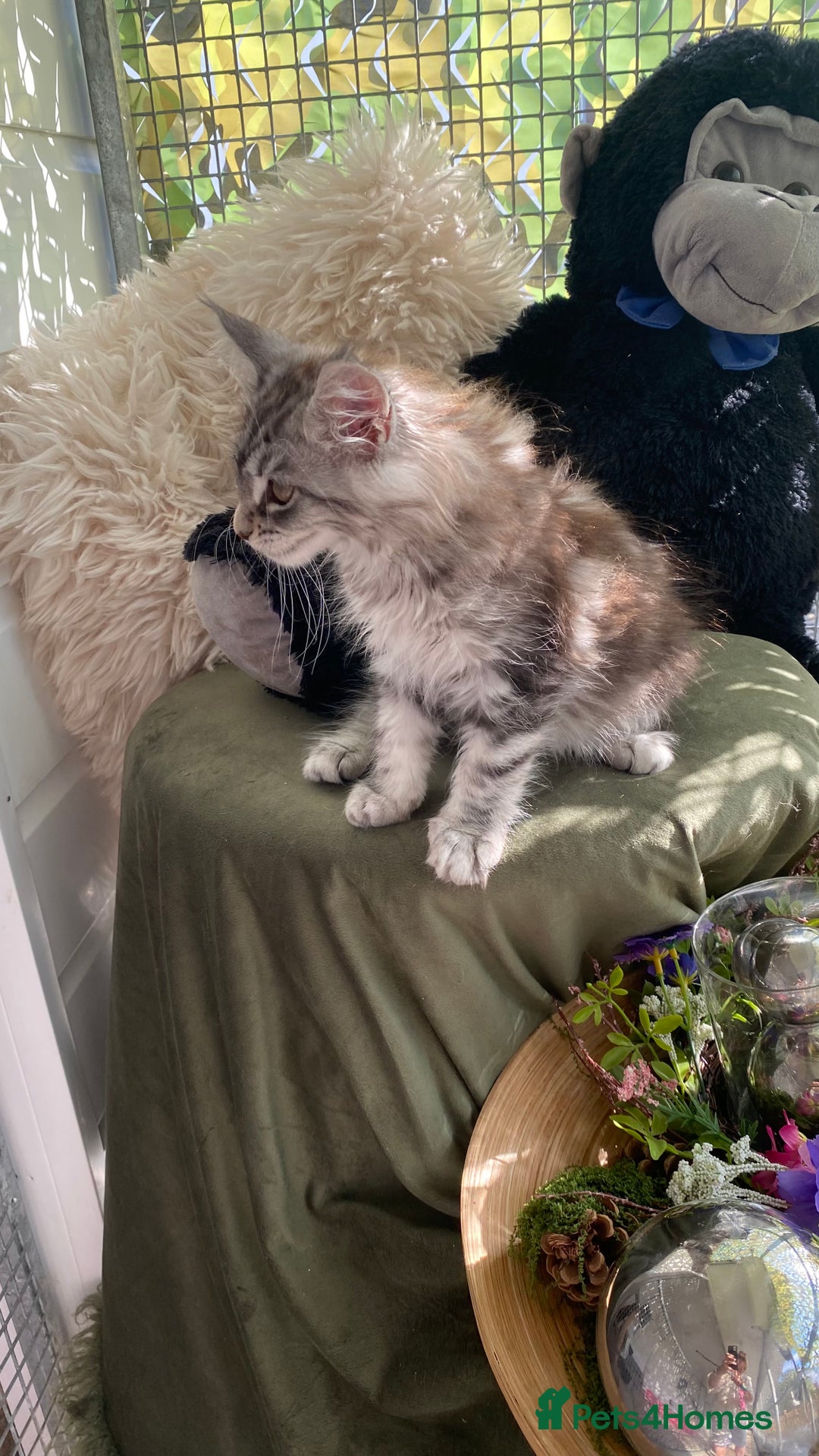 Maine Coon cats for sale: Pedigree registered Maine Coons - Image 8