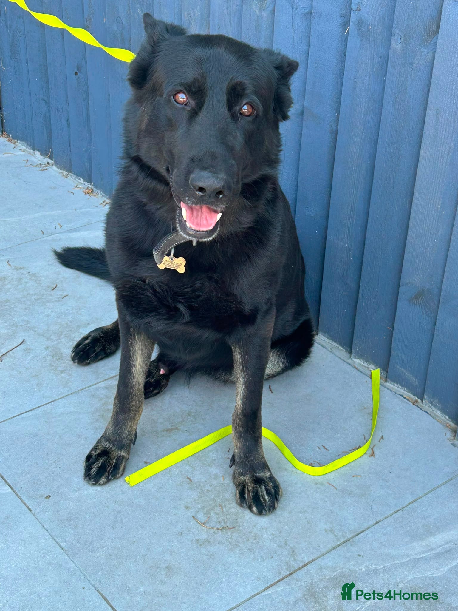 German Shepherd dogs 5-Year-Old German Shepherd for sale - Advert 1