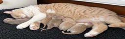British Shorthair cats for sale: Beautiful British Shorthair boy  - Advert 1
