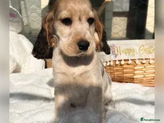 Cocker Spaniel dogs Stunning KC Show Cocker Spaniels - Advert 1