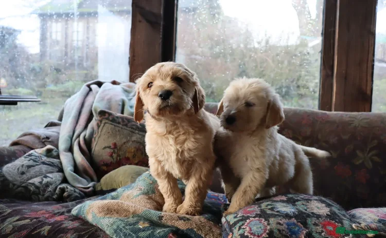 Labradoodle dogs - Advert 3