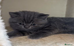 British Shorthair cats for sale: Beautiful BSH Kittens - Ready to leave ASAP - Image 11