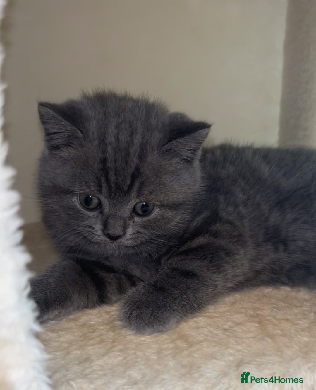 British Shorthair cats for sale: Beautiful BSH Kittens - Ready to leave ASAP - Image 11