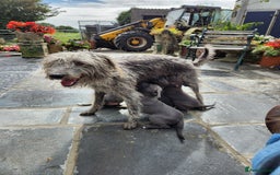 Mixed Breed dogs for sale: Small scruffy lurcher boys - Image 3