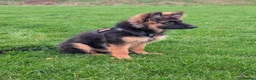 German Shepherd dogs for sale: German Shepherd, 11 Months – Loving Home Needed - Advert 6