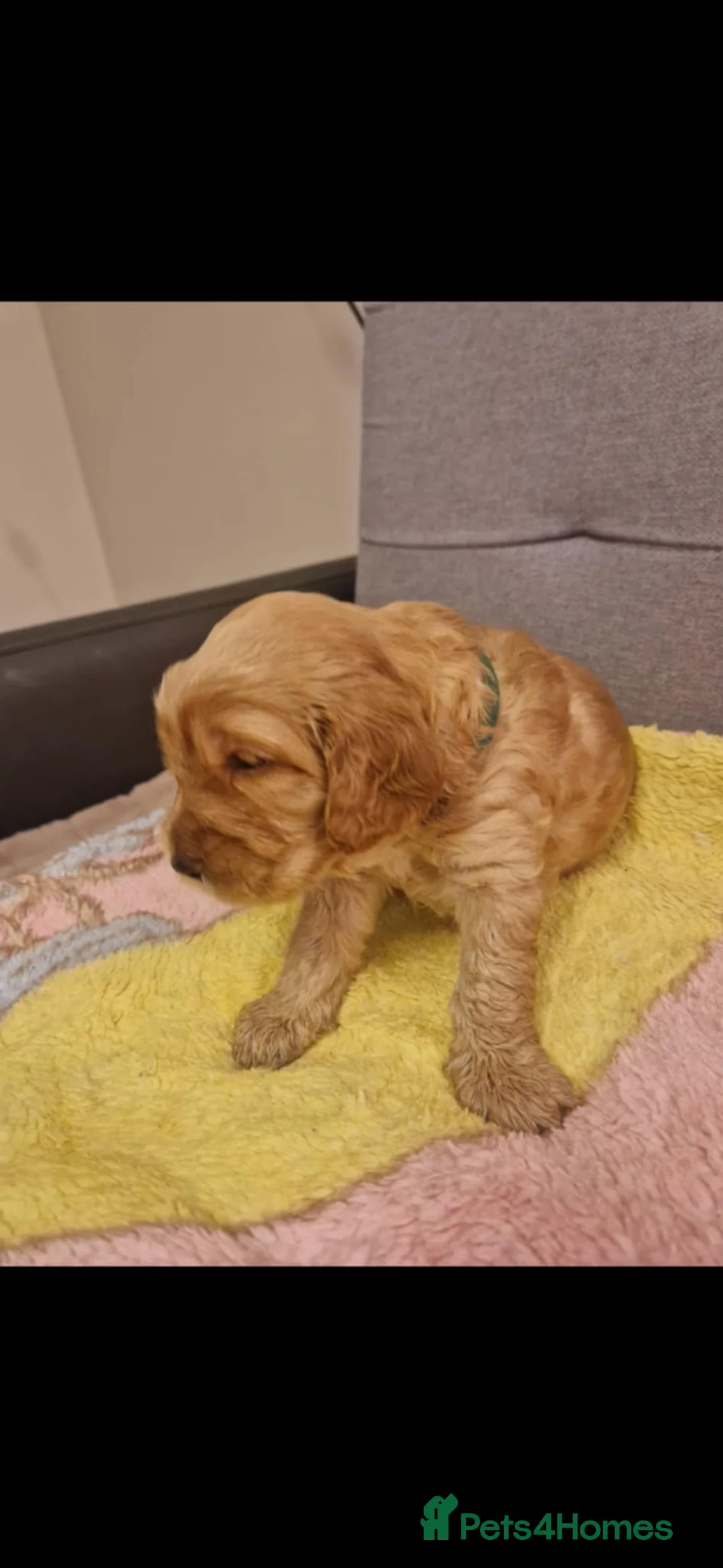 Cockapoo dogs for sale: F2 Cockapoo Puppies - Advert 24