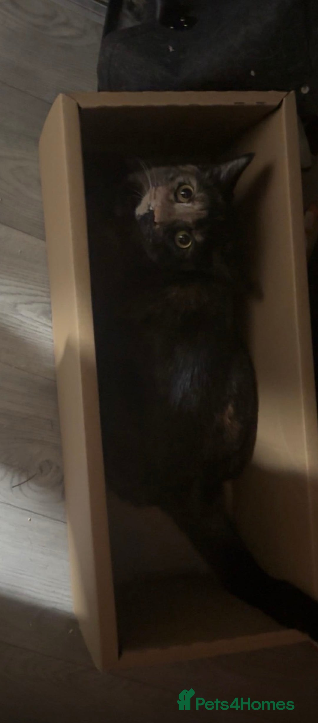 Mixed Breed cats for sale: 3 Lovely Kits for Sale  - Advert 2