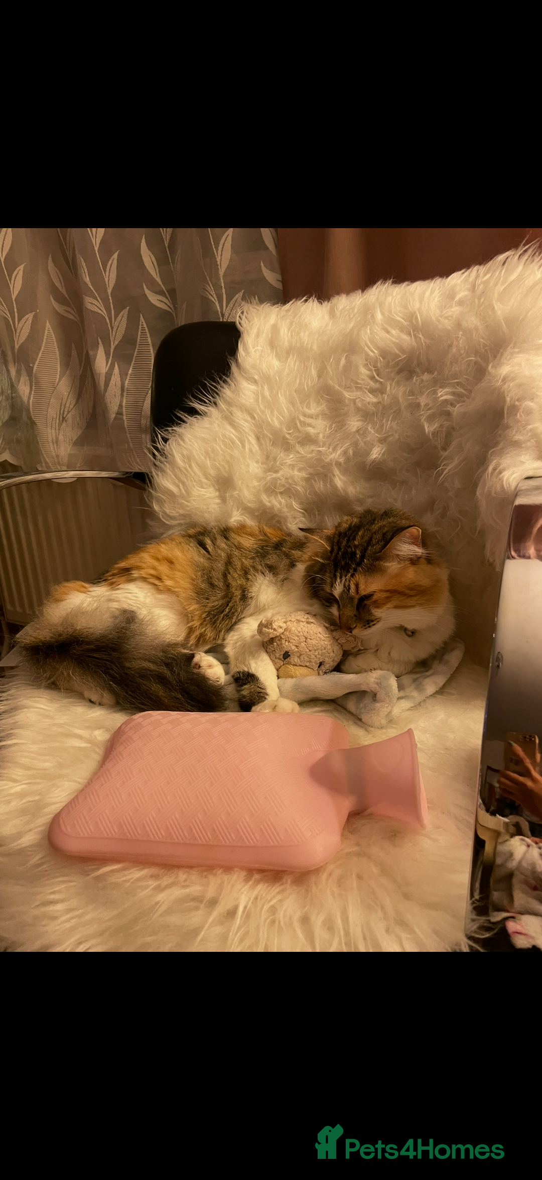 Mixed Breed cats for sale: Boy cat up for adoption - Advert 17