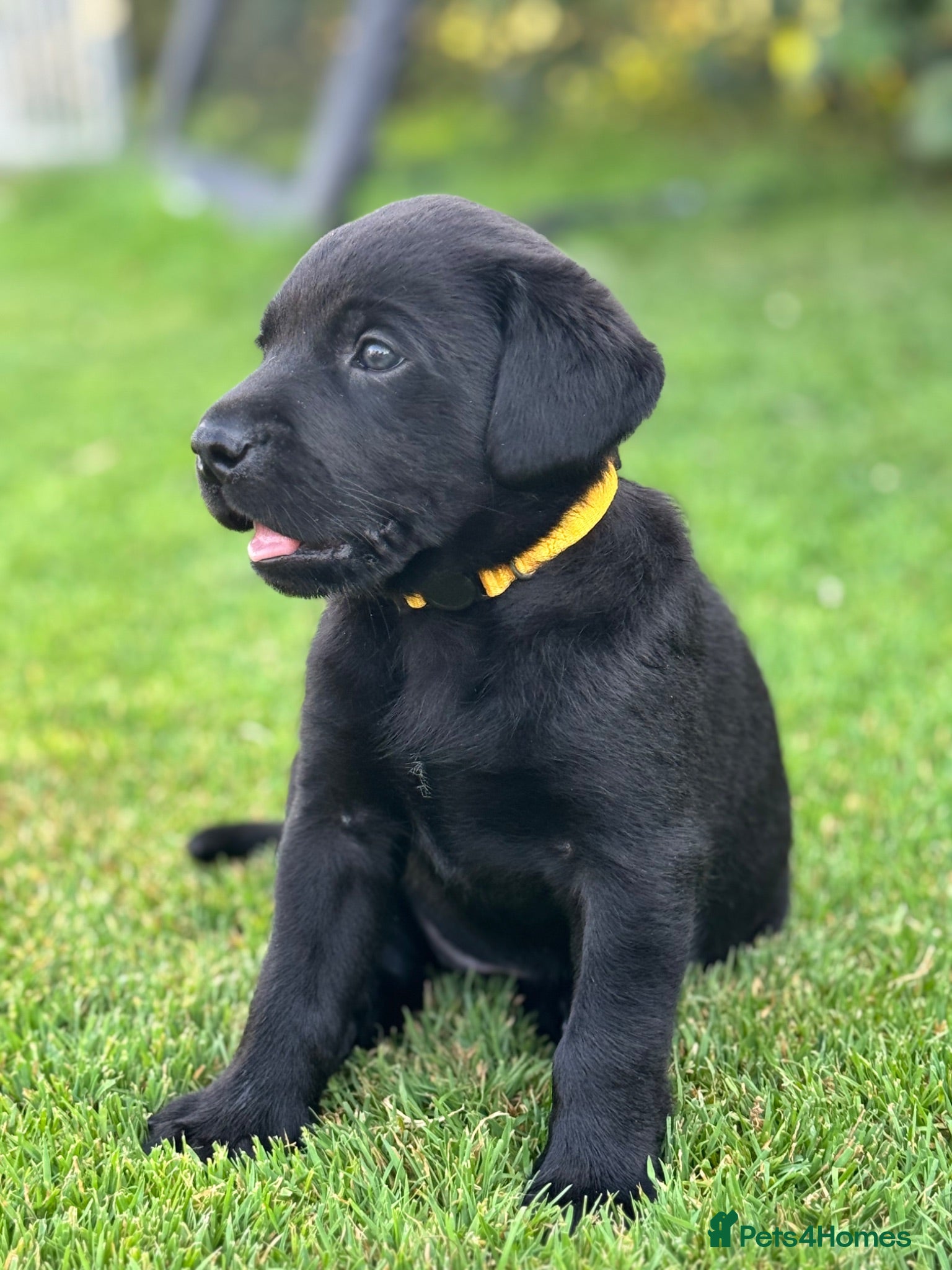 Labrador Retriever dogs Gorgeous Working Labrador Pups - Advert 1