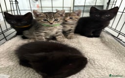 British Shorthair cats for sale: 5 British short hair kittens  - Image 2
