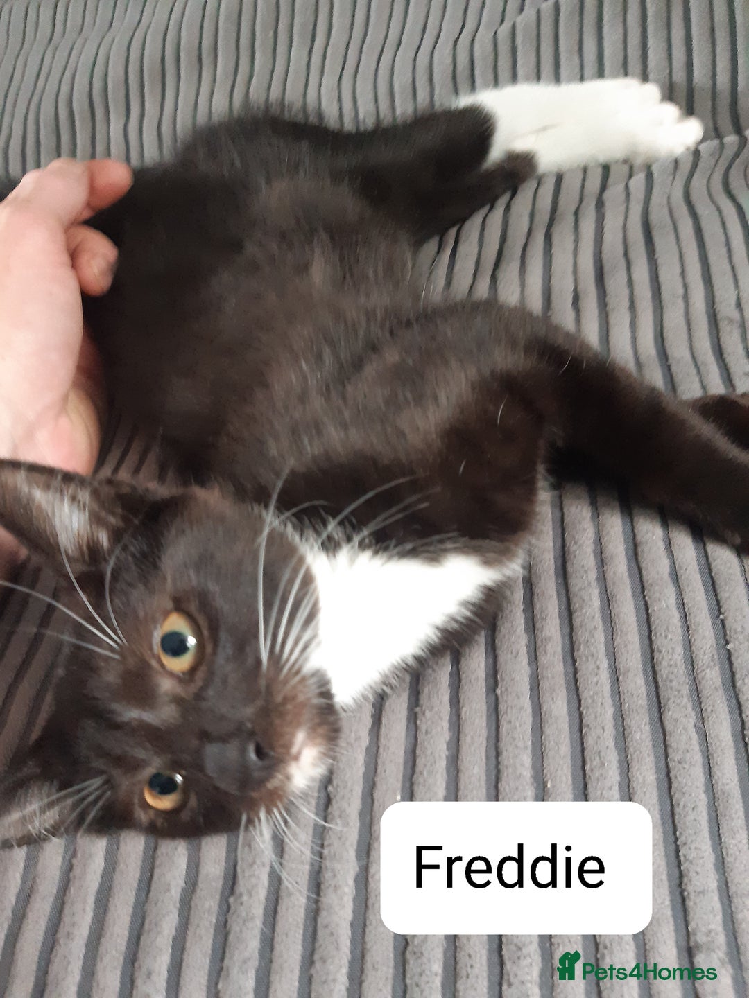 Mixed Breed cats for sale: Ready for their forever home - Image 2