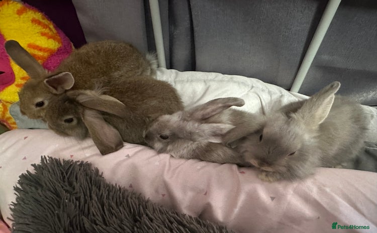 Mixed Breed rabbits - Advert 3