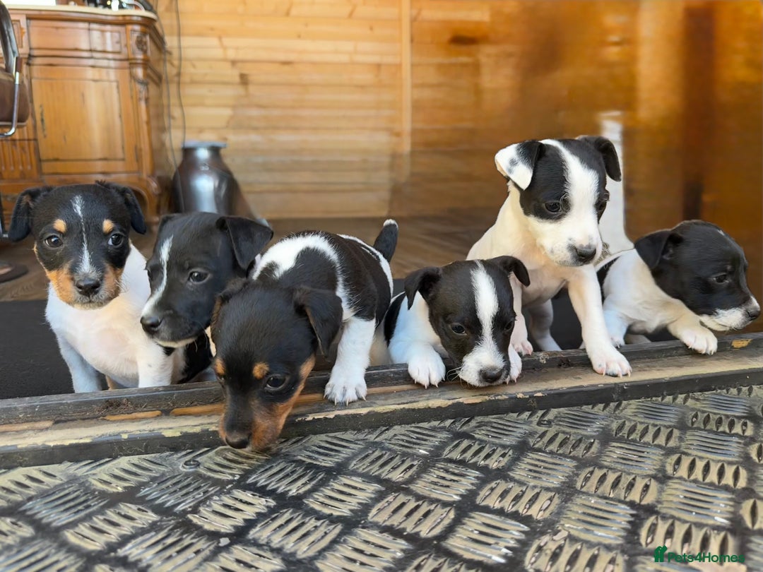 Jack Russell dogs for sale: Stunning litter of Jack Russel’s.  - Image 2