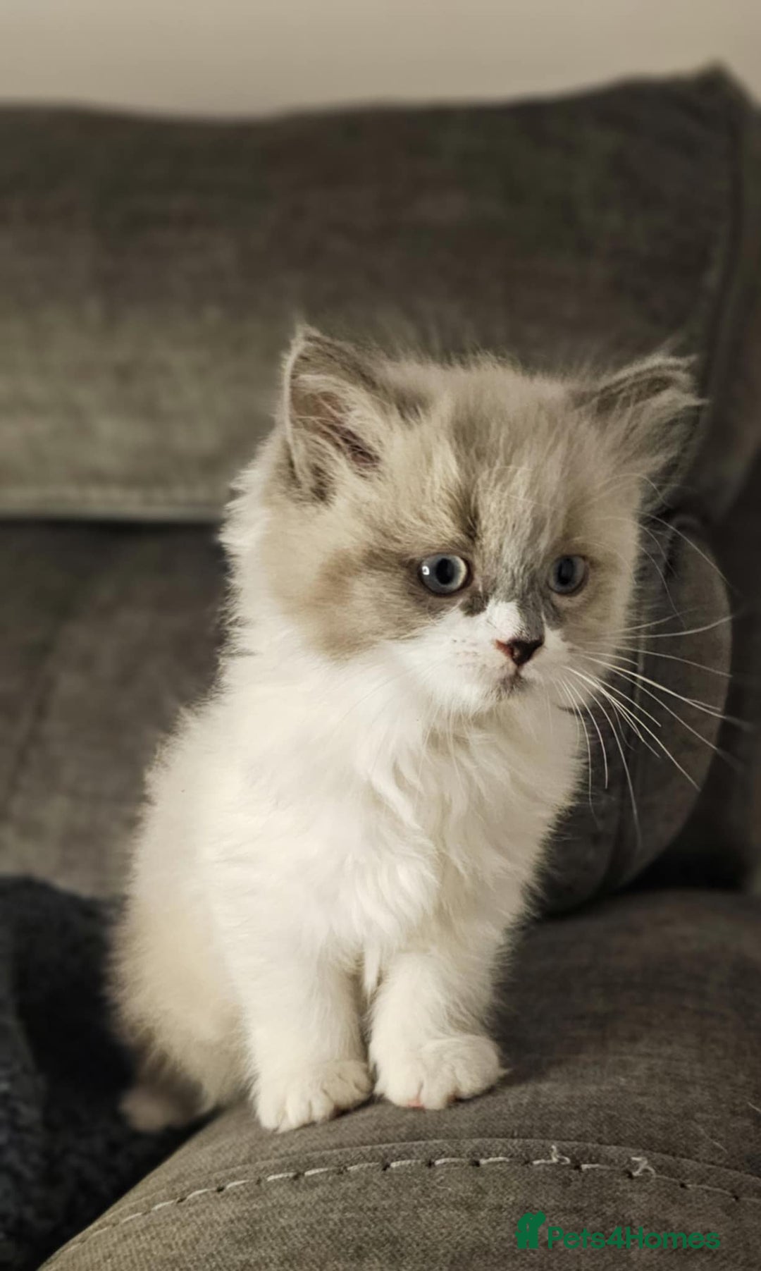 Ragdoll cats for sale: Beautiful ragdoll - Advert 6