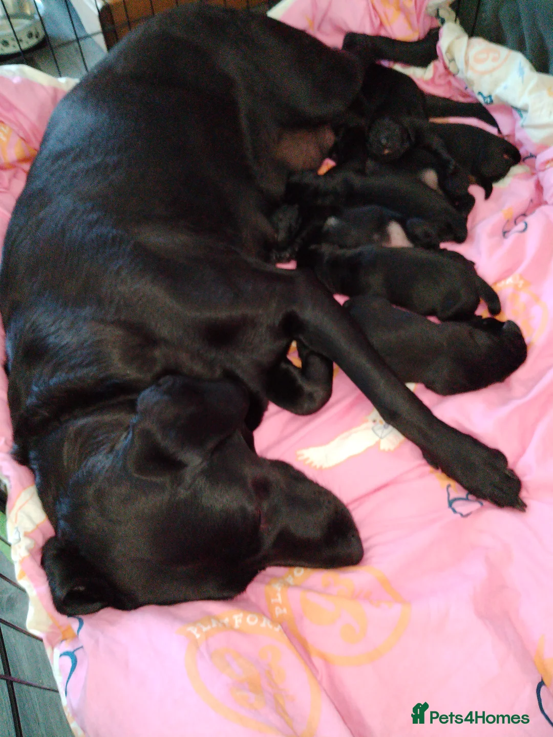 Labrador Retriever dogs for sale: Gorgeous  labrador retriever puppies for s in Durham - Advert 1