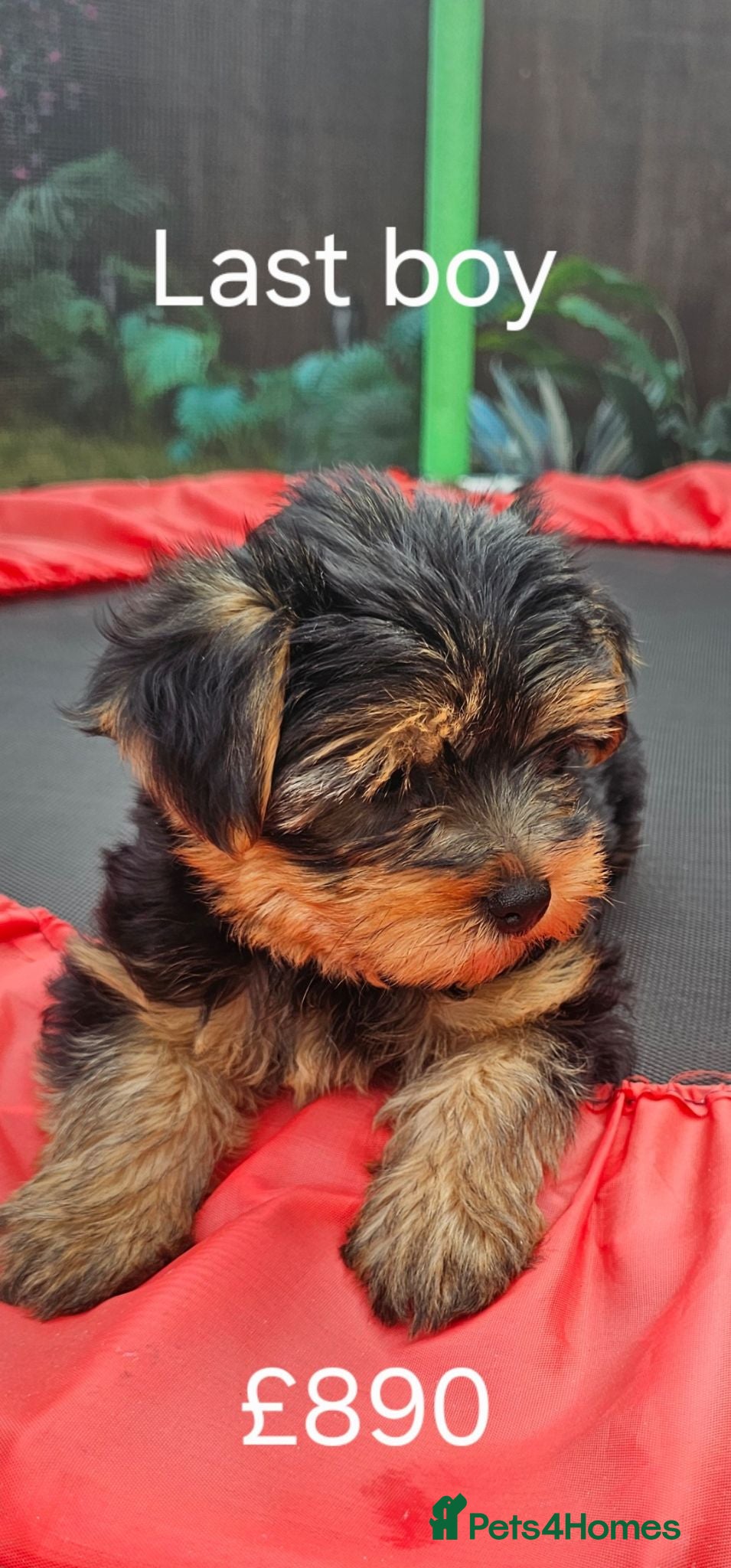 Yorkshire Terrier dogs Yorkshire terrier puppies - Advert 5
