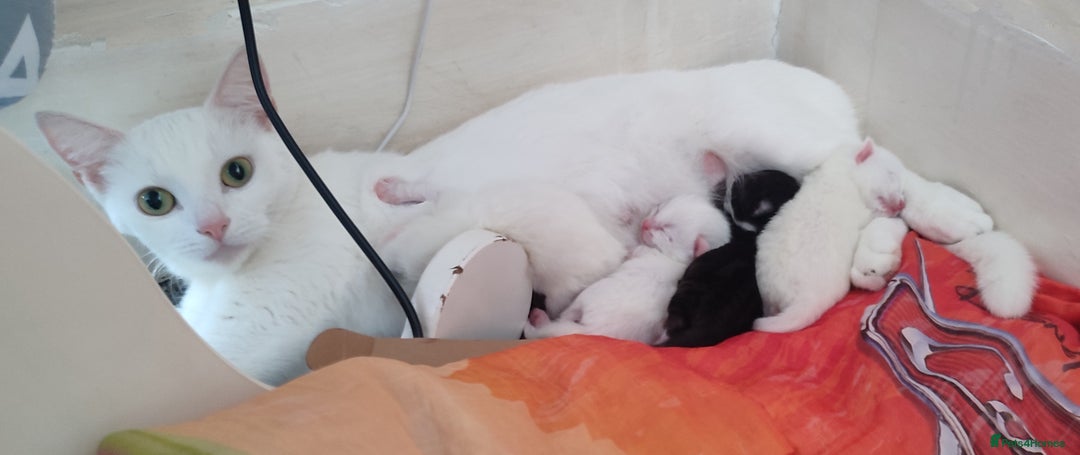 Siberian cats for sale: 4 kittens for sale 💘💖 - Image 12