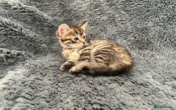 Mixed Breed cats for sale: 7 friendly kittens looking for forever homes - Image 5