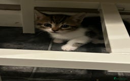 Mixed Breed cats for sale: Kittens for sale - Advert 4