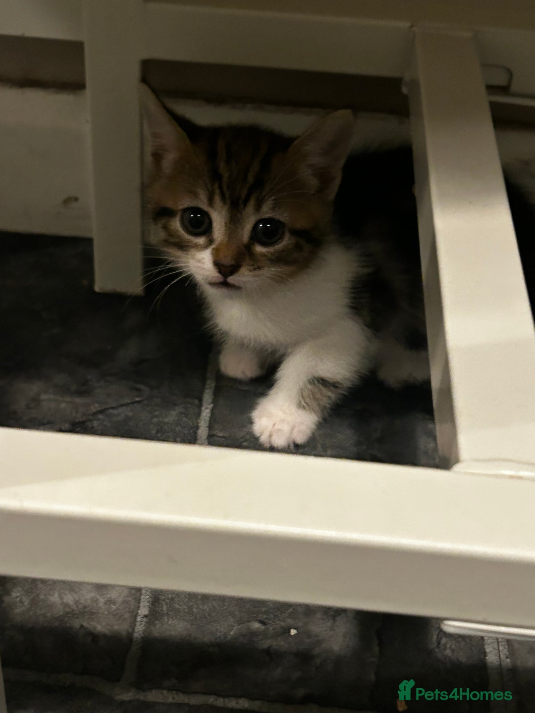 Mixed Breed cats for sale: Kittens for sale - Advert 4