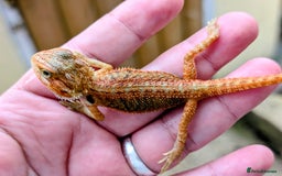 Bearded Dragon reptiles for sale: 50% & 100% red monster bearded dragons  - Image 26