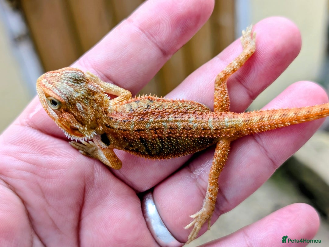 Bearded Dragon reptiles for sale: 50% & 100% red monster bearded dragons  - Image 26