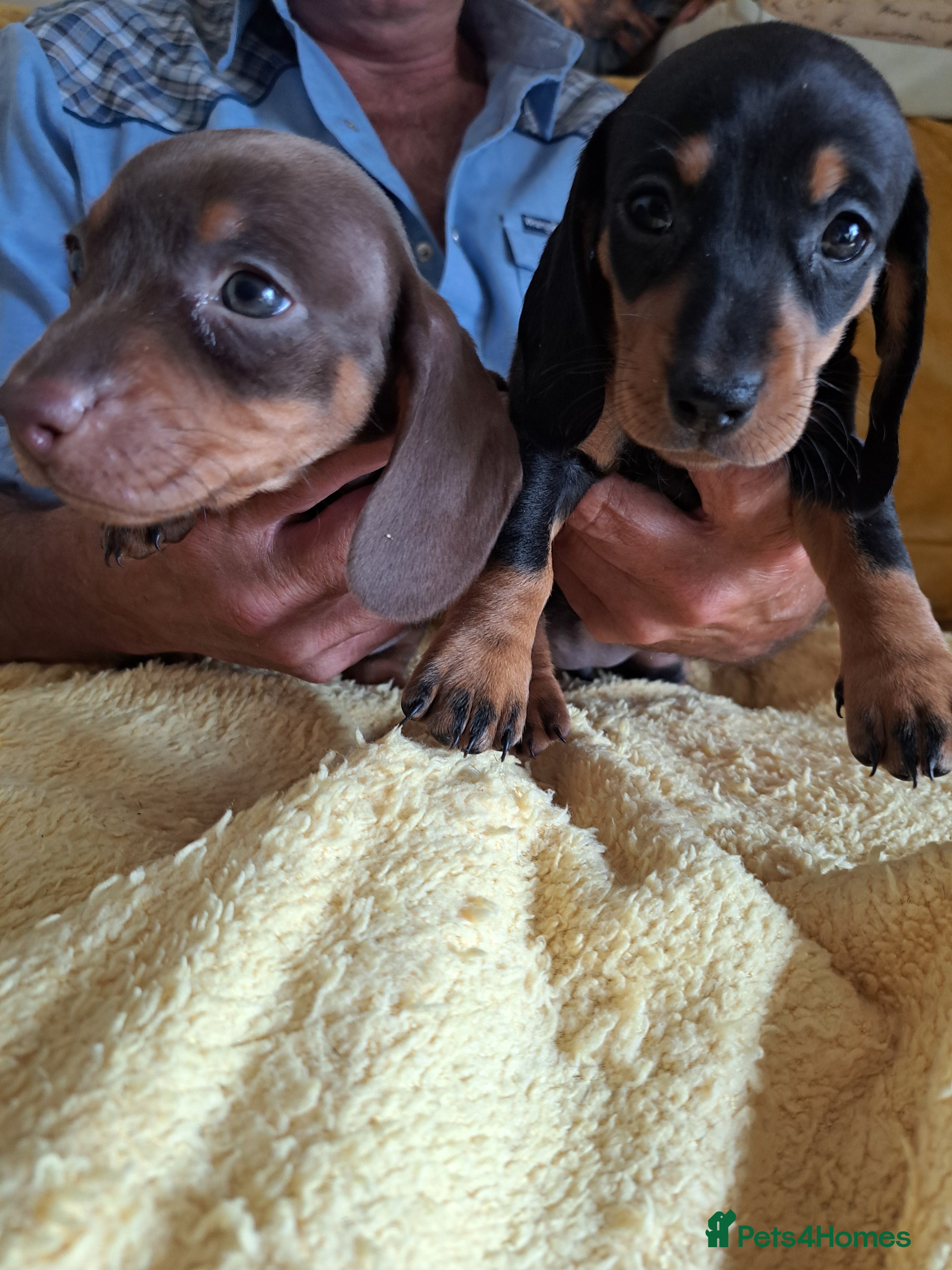 Dachshund dogs Puppies chocolate and black and tan dashounds  - Advert 1