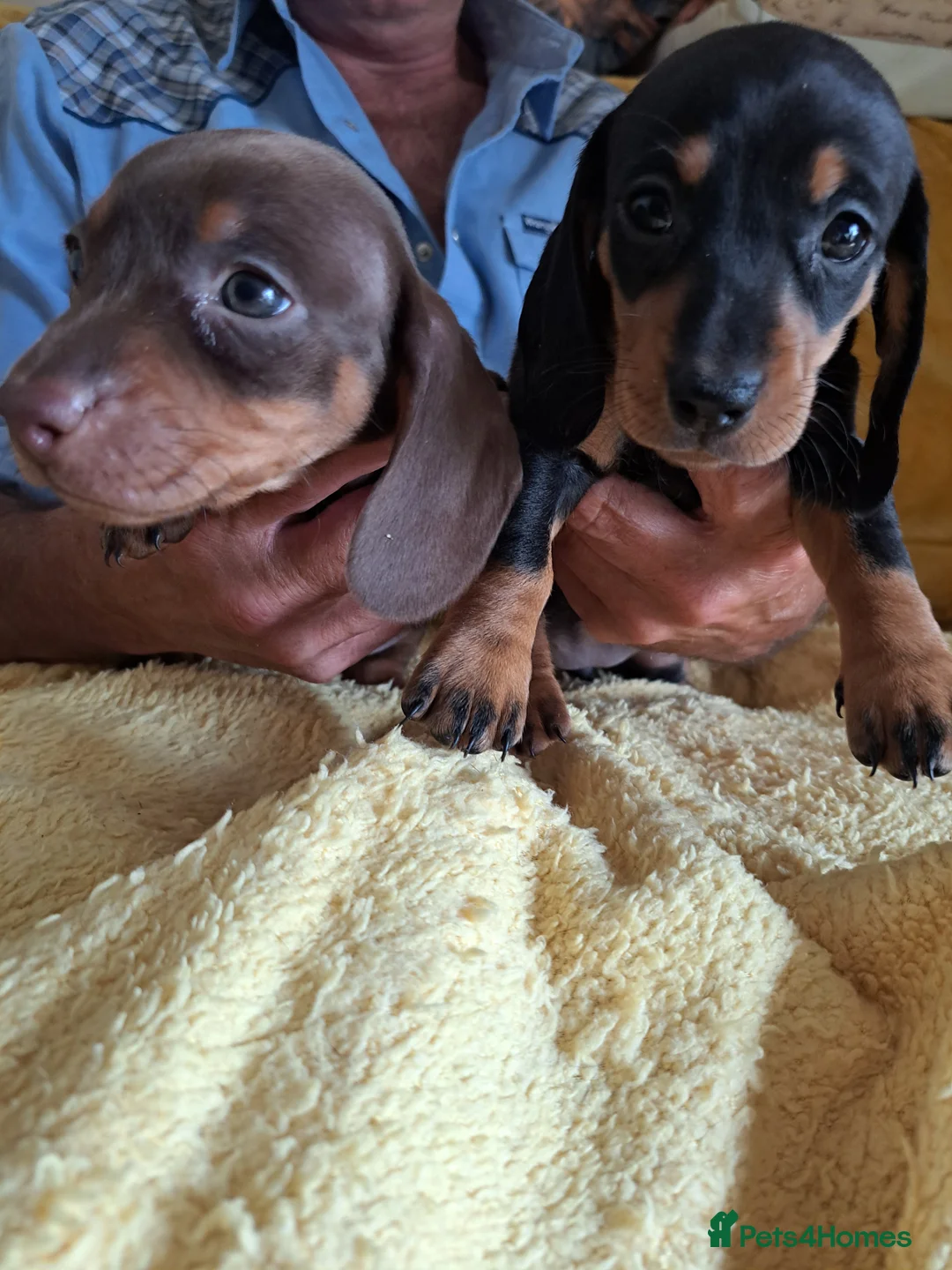 Dachshund dogs for sale: Puppies chocolate and black and tan dashounds  in Malvern - Advert 1