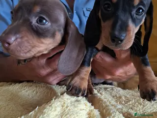 Dachshund dogs Puppies chocolate and black and tan dashounds - Advert 4