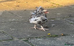 Chickens poultry for sale: Garden hens for sale - Image 4