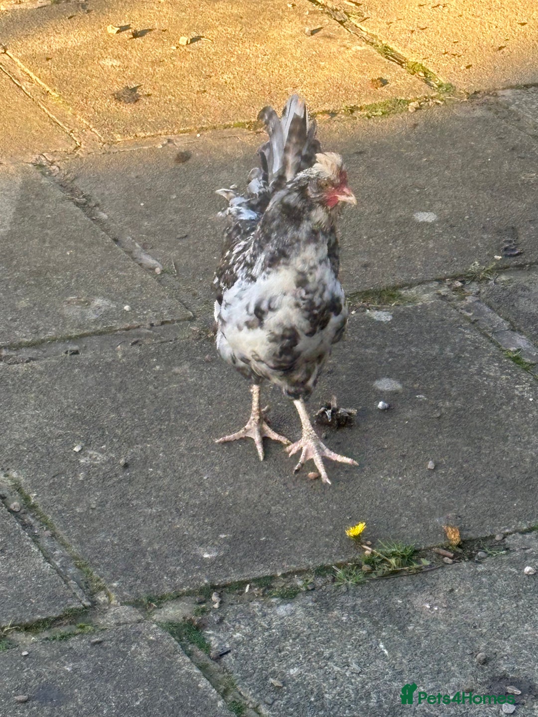 Chickens poultry for sale: Garden hens for sale - Image 4