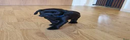 Labrador Retriever dogs for sale: Black Lab Pups INT FT Ch Sire Champion Bloodlines - Advert 13