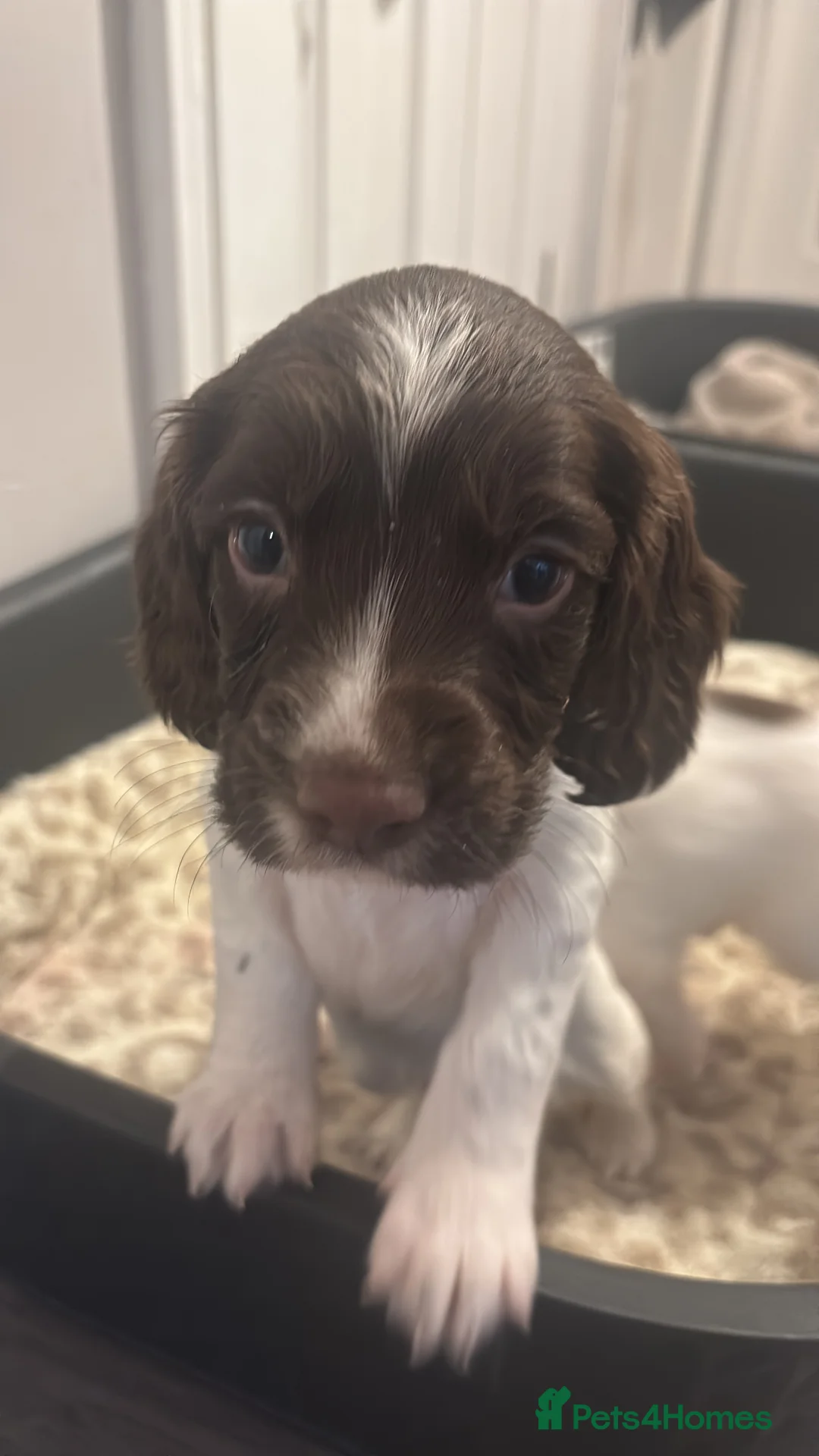 English Springer Spaniel dogs for sale: English springer spaniel puppies ready to go - Advert 2