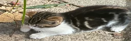 Domestic Shorthair cats for sale: 4 kittens, 2 boys and 2 girls  - Advert 7