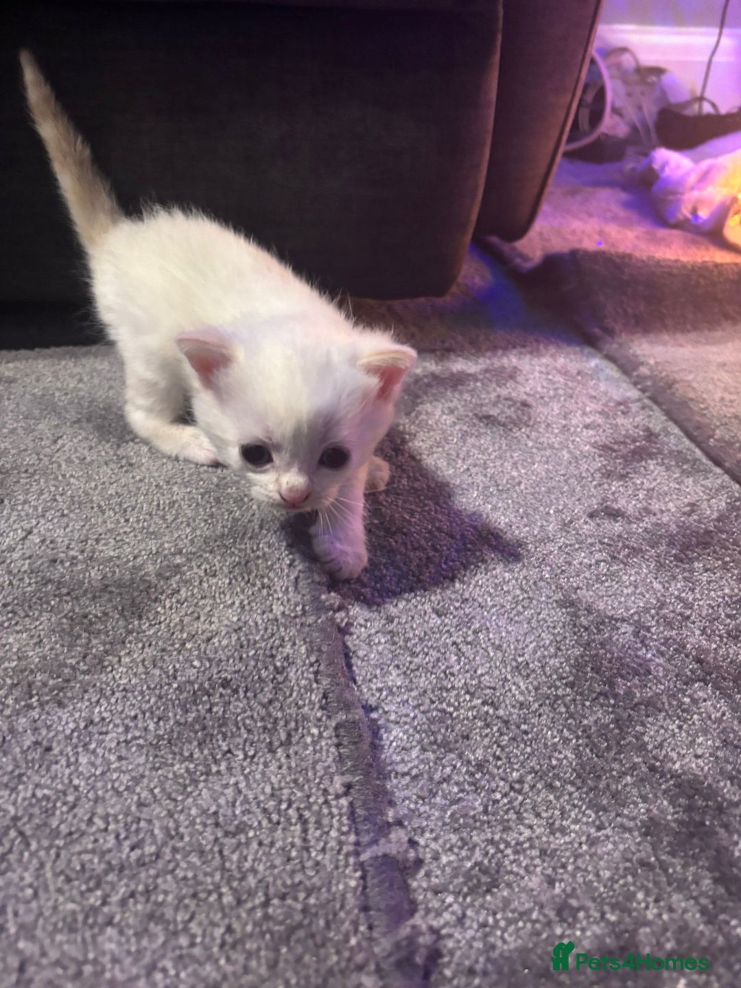 Mixed Breed cats for sale: Gorgeous fully kittens  - Advert 6