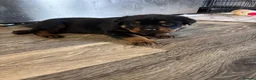 Rottweiler dogs for sale: Male rottweiller puppy’s  - Advert 6