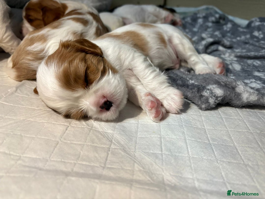 Cavalier King Charles Spaniel dogs for sale: Beautiful Blenheim King Charles spaniel pups    - Advert 9