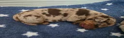 Miniature Dachshund dogs for sale: Minature dachshund chocolate dapple puppy - Advert 25