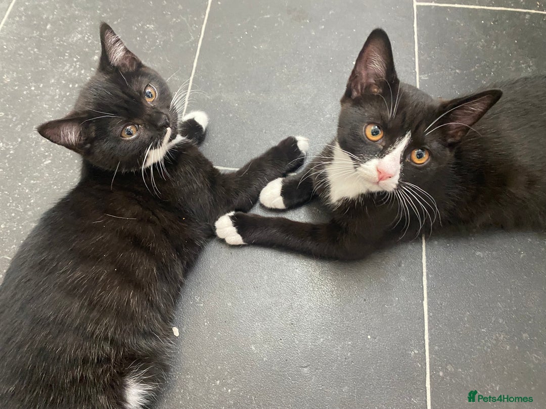 Mixed Breed cats for sale: ✨ Last 3 Adorable Mixed British Shorthair ✨ - Image 12