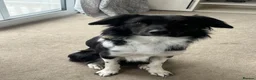 Border Collie dogs for stud: Welsh Border Collie Stud  in Warrington - Advert 1