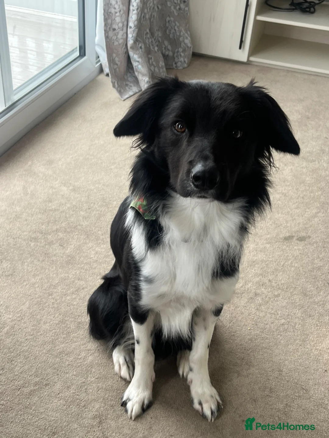 Border Collie dogs for stud: Welsh Border Collie Stud  in Warrington - Advert 1