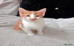 Mixed Breed cats for sale: GINGER & WHITE KITTEN LEFT NOW ONLY - Image 1