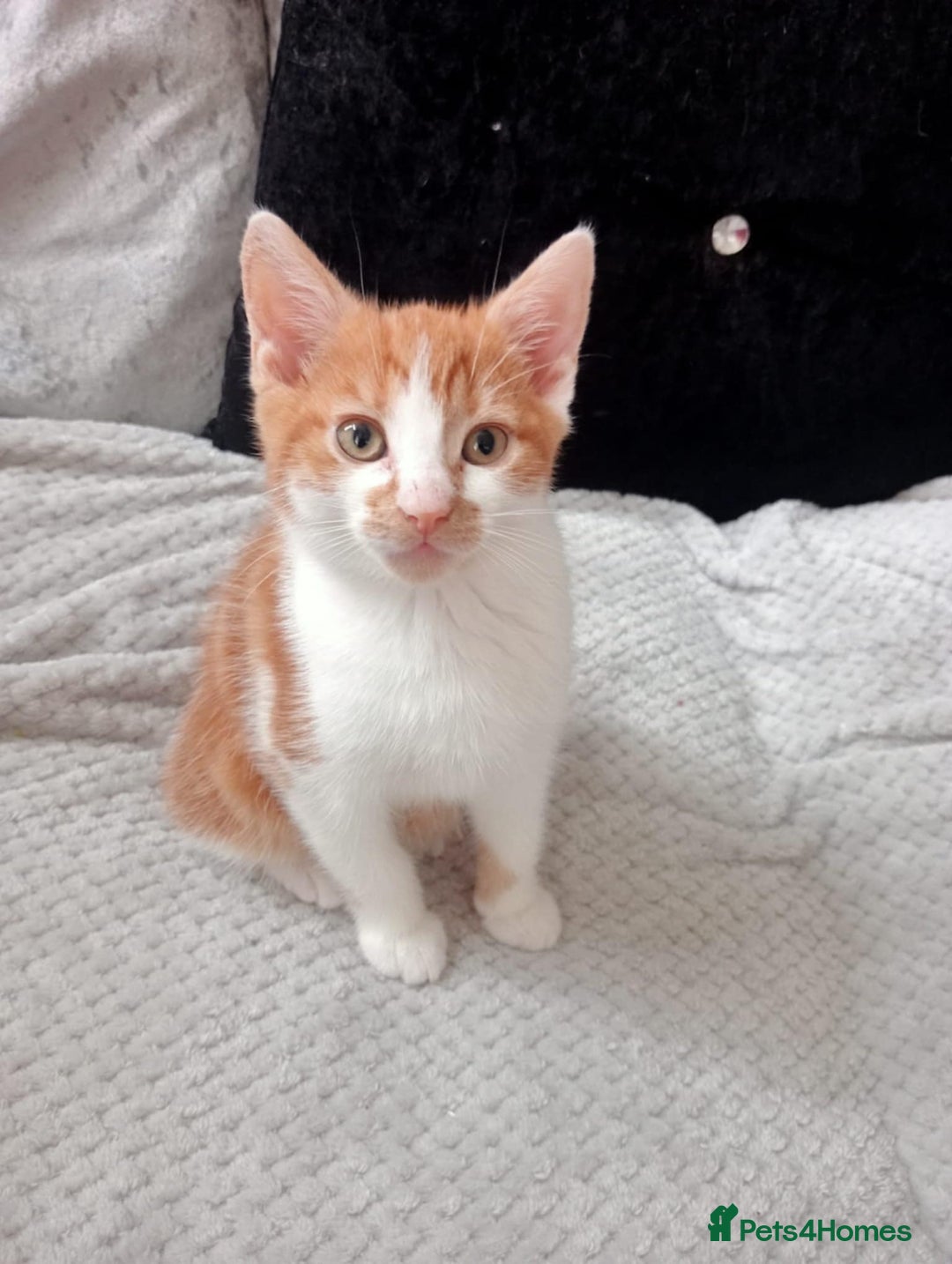 Mixed Breed cats for sale: GINGER & WHITE KITTEN LEFT NOW ONLY - Image 1
