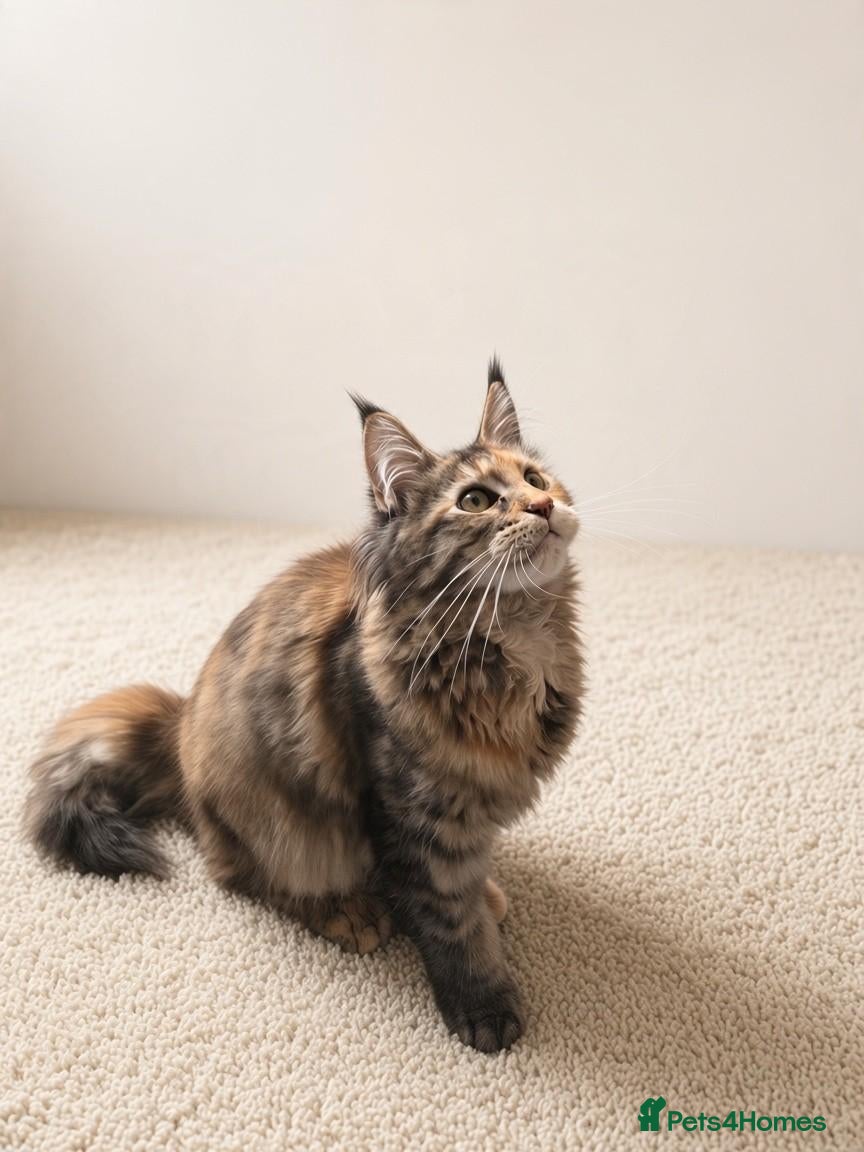 Maine Coon cats Gorgeous Female Maine Coon Kitten  - Advert 7