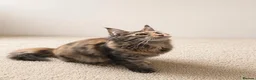 Maine Coon cats for sale: Gorgeous Female Maine Coon Kitten  - Advert 1