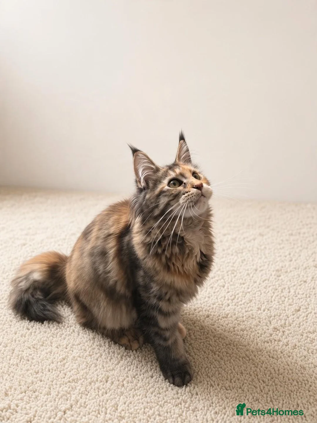 Maine Coon cats for sale: Gorgeous Female Maine Coon Kitten  - Advert 1