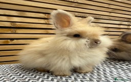 Angora rabbits for sale: Full Face English Angora’s  - Image 3